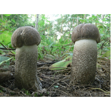 Мицелий Подосиновика серого (Leccinum versipelle f.grisea) Мицелий Подосиновика серого (Leccinum versipelle f.grisea)